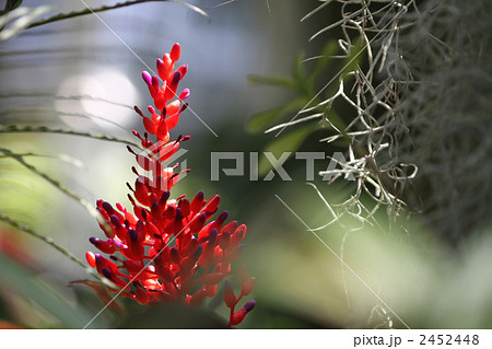 サンゴアナナス 2452448