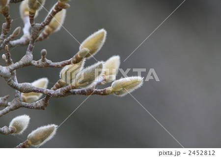 越冬芽 2452812