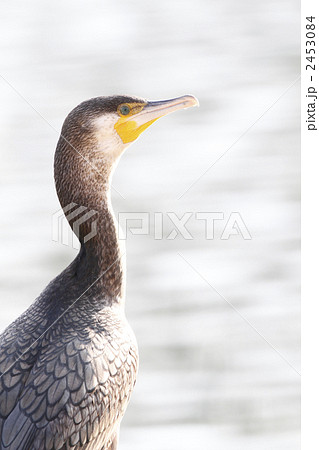カワウ 2453084