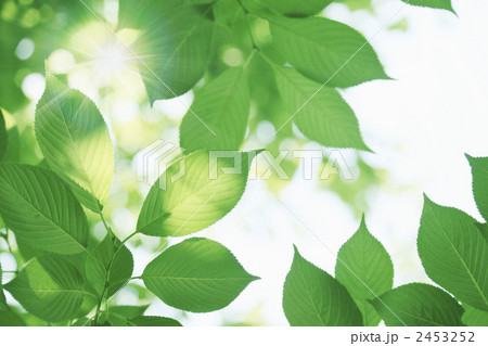 新緑と光 2453252