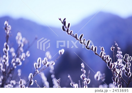 ねこやなぎ 2453695