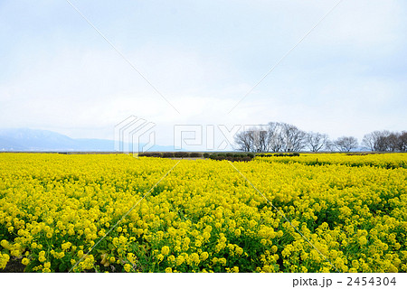 菜の花畑 菜の花畑 2454304