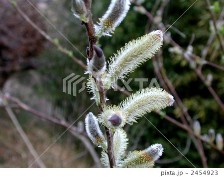 ネコヤナギの花 ネコヤナギの花 2454923