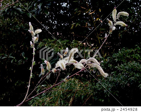 ネコヤナギの花 2454928