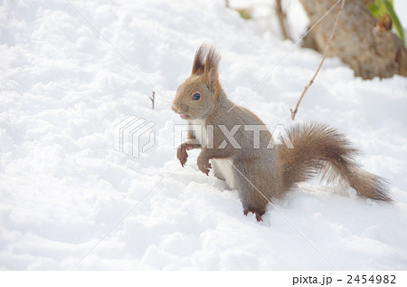 冬のエゾリス 2454982