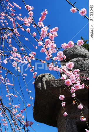 京都北野の春日和 京都北野の春日和 2455049