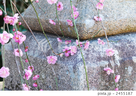 京都北野の春日和 2455187