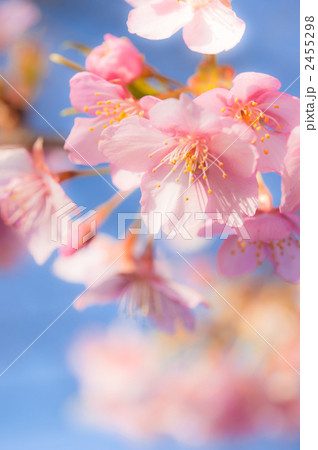 青空に輝く河津桜 青空に輝く河津桜 2455298
