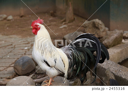鶏 2455316