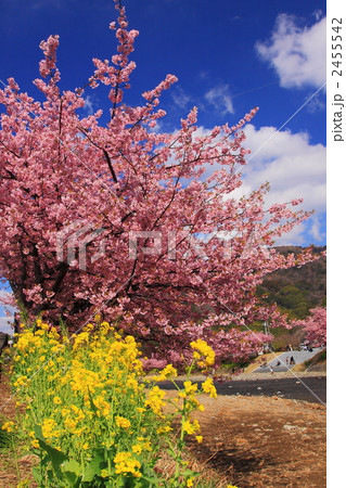 菜の花とカワヅサクラ 菜の花とカワヅサクラ 2455542