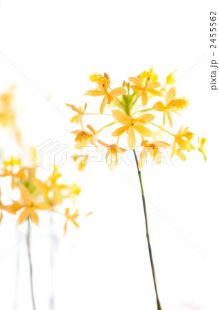 エピデンドラム 2455562