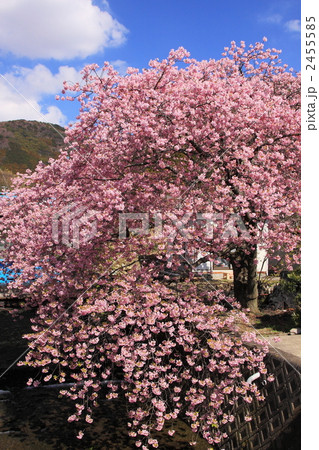 カワヅサクラ カワヅサクラ 2455585