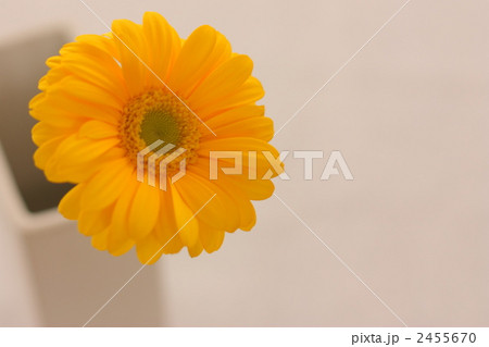 ガーベラ 2455670