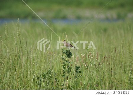 雲雀　良く通る声で　ピー　リトゥル　リトゥル　利取る？ 2455815