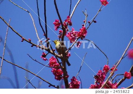 蜜が大好き　目白と紅梅 2455822