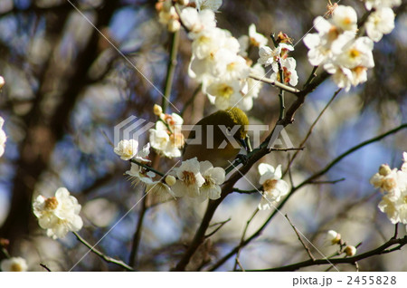 蜜が大好き 目白と白梅 蜜が大好き 目白と白梅 2455828