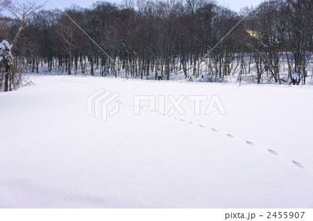 雪景色 足跡 雪景色 足跡 2455907