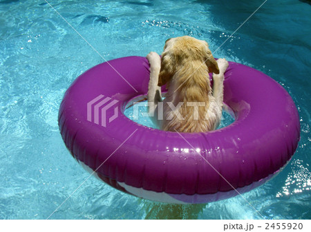 プールで遊ぶラブラドール プールで遊ぶラブラドール 2455920