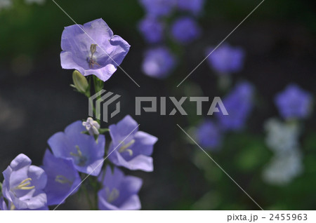 西洋桔梗 2455963