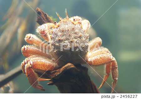 毛ガニ 毛ガニ 2456227