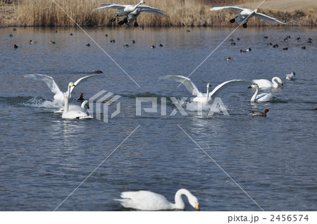 コハクチョウアラカルト 2456574