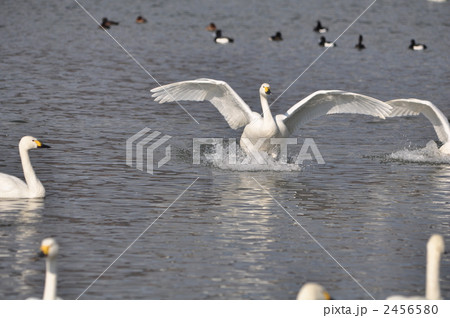 コハクチョウアラカルト コハクチョウアラカルト 2456580