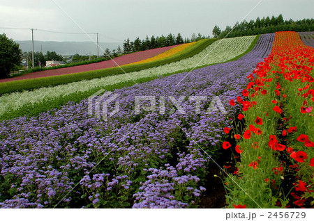 北海道冨田ファームの花畑 2456729