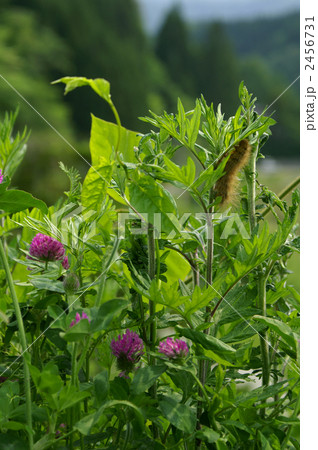 ムラサキツメクサの花とヨモギの葉と大きな茶色い毛の毛虫。縦位置,背景。 2456731
