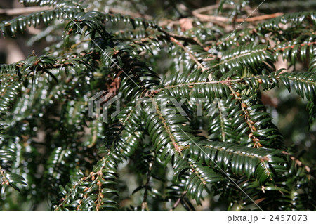 モミの葉 2457073