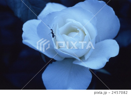 薔薇と蟻 2457082