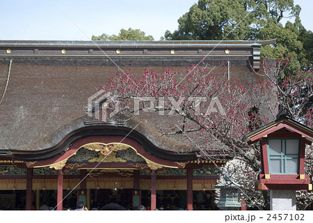 太宰府天満宮の飛び梅 2457102