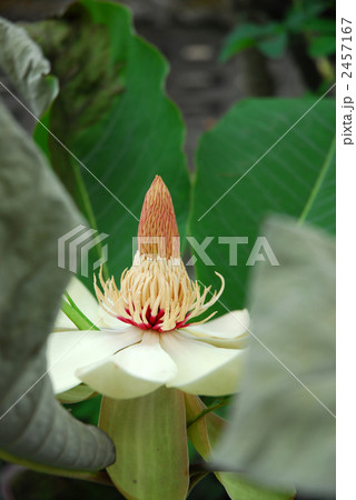 花芯(朴の花) 花芯(朴の花) 2457167