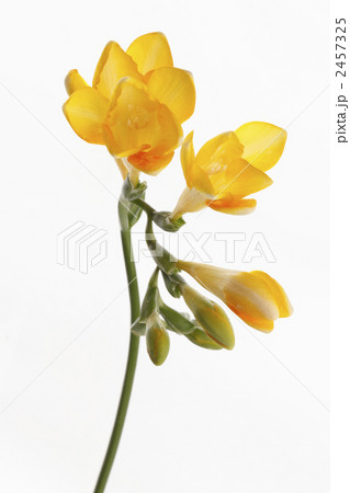 フリージア 2457325