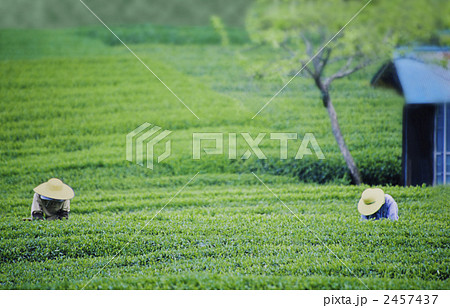 茶摘み 茶摘み 2457437