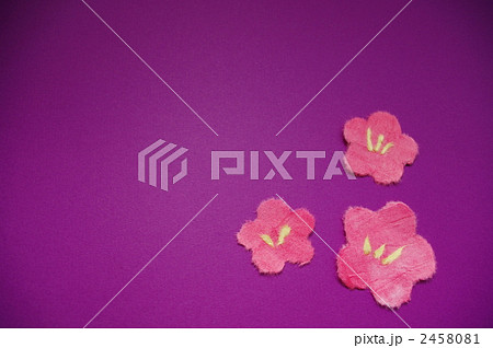 梅の花(紫) 梅の花(紫) 2458081
