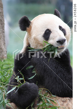 パンダ 2458206