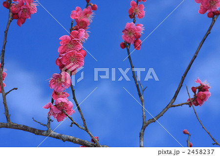 青空に紅梅 2458237