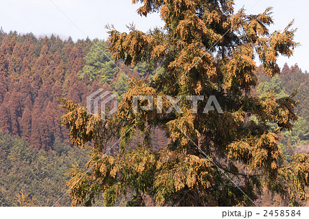 高尾山の杉花粉の写真素材