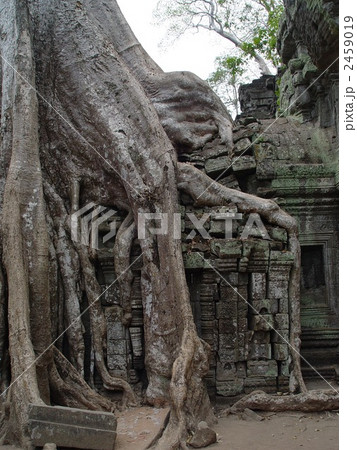 遺跡と巨木（アンコール遺跡群･タ・プローム／シェムリアップ･カンボジア） 2459019