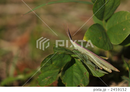 バッタの仲間　～ショウリョウバッタモドキ～ 2459152