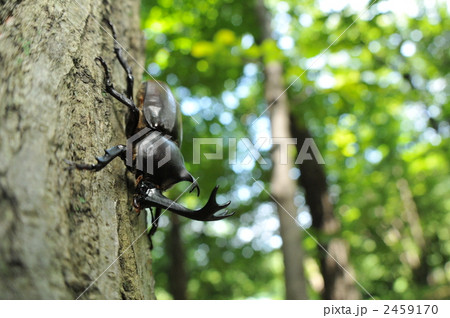 夏の思い出　～カブトムシ～ 2459170