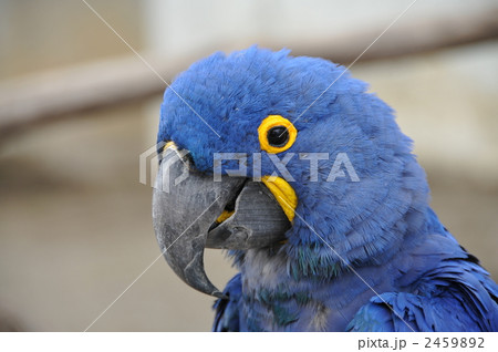 スミレコンゴウインコ 2459892