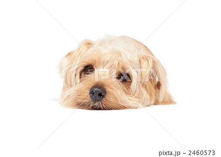 ノーフォークテリア ノーフォークテリア 2460573