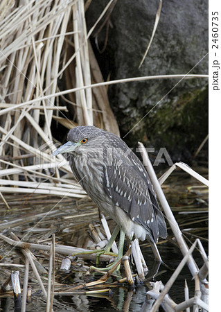 ホシゴイ（ゴイサギ幼鳥） 2460735
