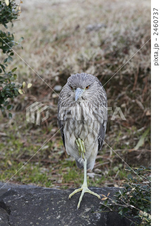 ホシゴイ(ゴイサギ幼鳥) ホシゴイ(ゴイサギ幼鳥) 2460737