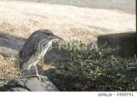 ホシゴイ（ゴイサギ幼鳥） 2460741