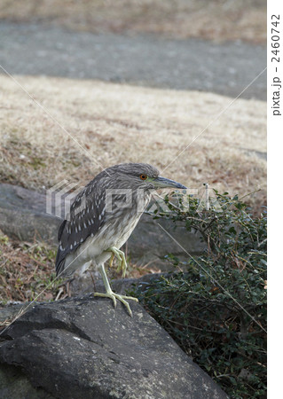 ホシゴイ(ゴイサギ幼鳥) ホシゴイ(ゴイサギ幼鳥) 2460742