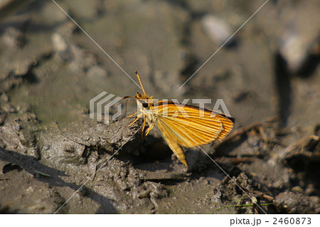 ギンイチモンジセセリ 2460873