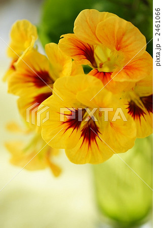 ナスタチウム 2461066