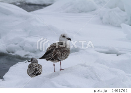 カモメと流氷 2461762
